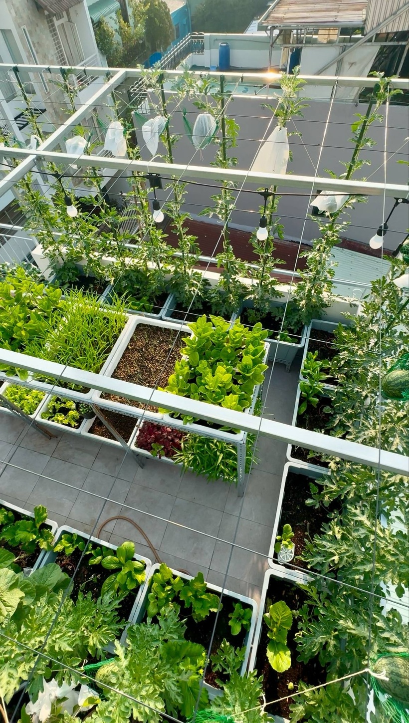 Sau khi nhận nhà, chị Nhớ lập tức lên phương án cải tạo và xử lý chống thấm cho phần sân thượng cũ. Cách đây hơn hai tháng, chị bắt đầu lên kế hoạch chi tiết, bố trí các loại chậu, giàn cũng như vị trí của từng loại cây trồng trên bản vẽ.
