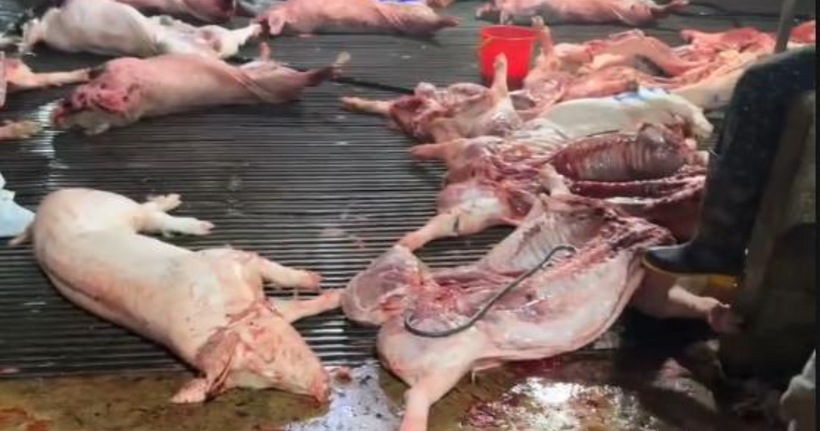 Lợn dịch được các đối tượng giết mổ mang đi tiêu thụ.