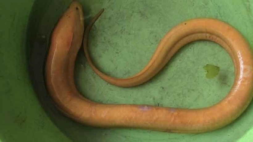 Lươn có màu vàng óng, kích thước lớn, dài khoảng 63cm và nặng 800 gram. Ảnh: Saostar.