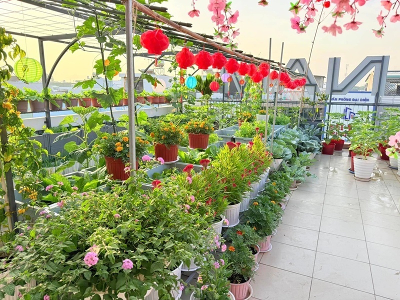 Dù từng có kinh nghiệm làm vườn dưới mặt đất, nhưng khi chuyển lên sân thượng, chị Tưởng vẫn không ngừng học hỏi thêm từ các hội nhóm trồng cây để thích nghi với điều kiện canh tác trên cao.