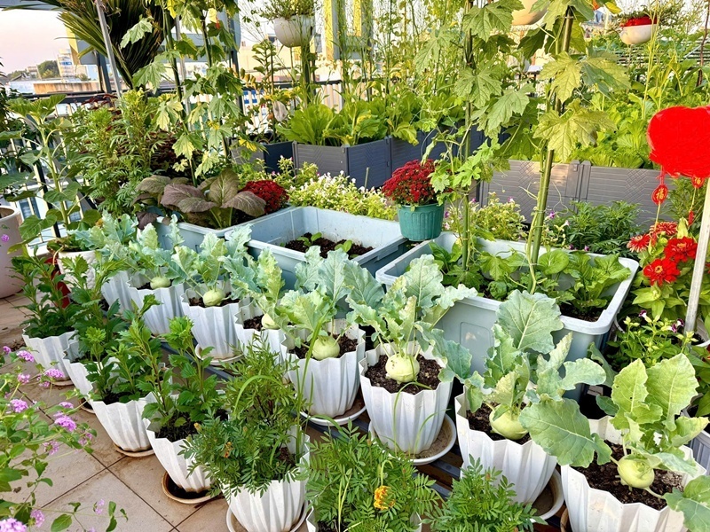 Kể từ khi chuyển về ngôi nhà mới vào năm 2024, chị Tưởng đã dành trọn tâm huyết để thiết kế và chăm chút cho "đứa con tinh thần" này, biến khoảng không gian trống trên cao thành một mô hình nông nghiệp đô thị vừa khoa học vừa mang tính thẩm mỹ cao.