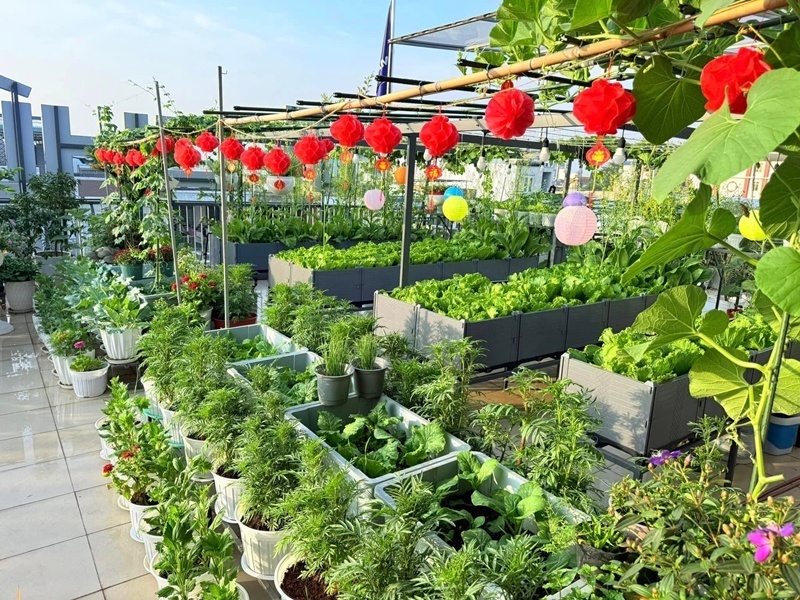 Mỗi ngày, chị thường dành khoảng hai tiếng đồng hồ vào sáng sớm và tối muộn để cắt tỉa, bón phân, coi đây là khoảng thời gian quý báu để tách biệt khỏi mạng xã hội và những áp lực công việc.