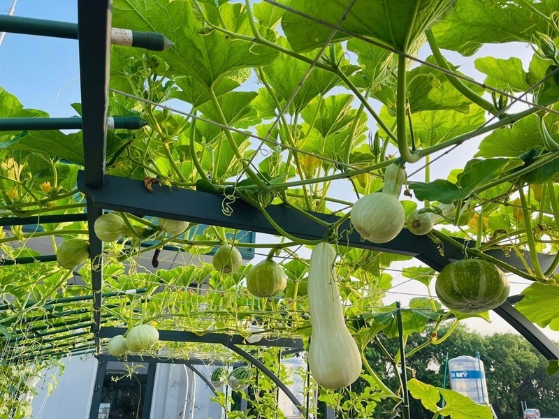 Đặc biệt, để chuẩn bị cho dịp Tết Nguyên Đán, khu vườn còn được điểm tô bởi sắc màu rực rỡ của hoa hướng dương, cúc vạn thọ và mào gà. Không dừng lại ở rau màu, chị còn chinh phục thành công nhiều loại cây ăn trái như ổi, nho, táo xanh, giúp thực đơn của gia đình thêm phần phong phú và đảm bảo an toàn.