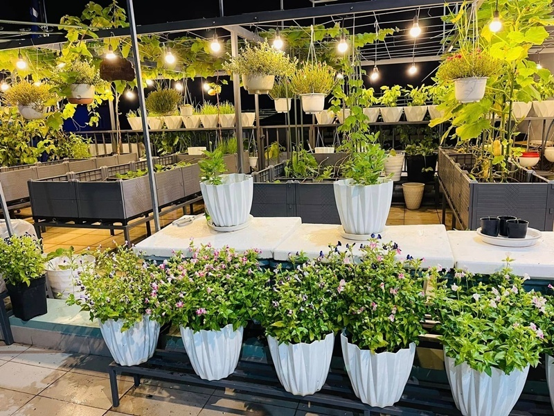 Từng chậu cây, bồn hoa đều được tính toán vị trí kỹ lưỡng, khiến nữ gia chủ tự hào chia sẻ rằng trong vườn không có bất kỳ góc nào bị lãng phí, ngay cả những vật dụng trồng trọt cũng trở thành điểm nhấn trang trí bắt mắt.