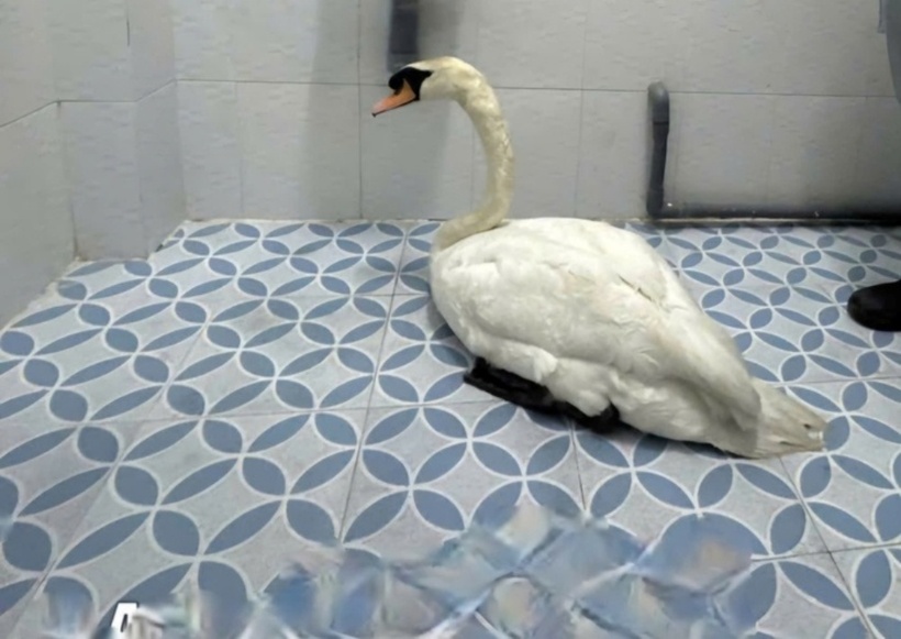 Thiên nga trắng được giải cứu. Ảnh: Báo Người lao động.