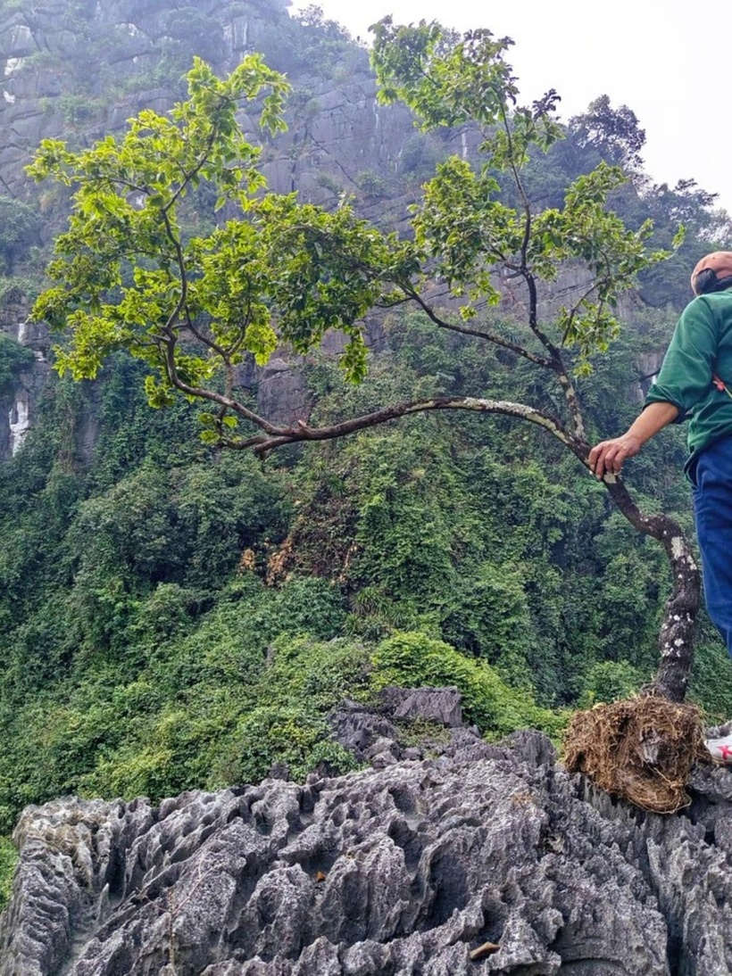 Cây cảnh muội hồng thường sống trên núi đá, việc leo trèo đi "săn cây" rất nguy hiểm. (Ảnh: Người lao động)
