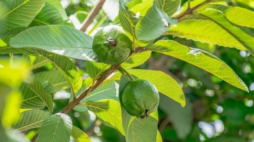 Ổi là loại cây quen thuộc ở nhiều vùng nông thôn Việt Nam.