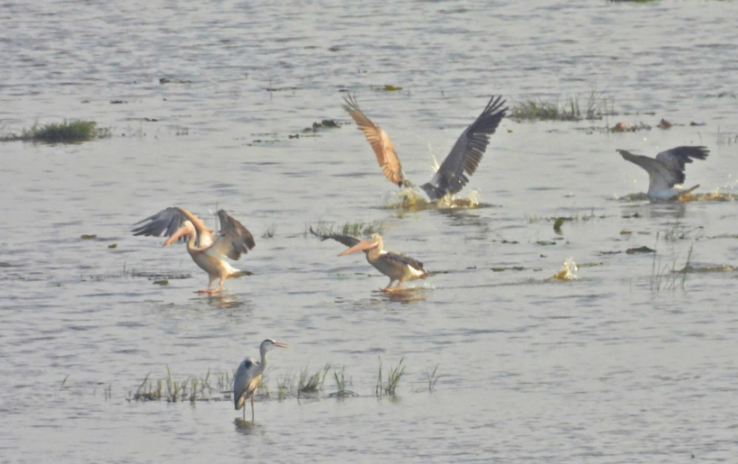 Đàn Bồ nông chân xám trở lại Vườn Quốc gia Tràm Chim. Ảnh: Tiền Phong