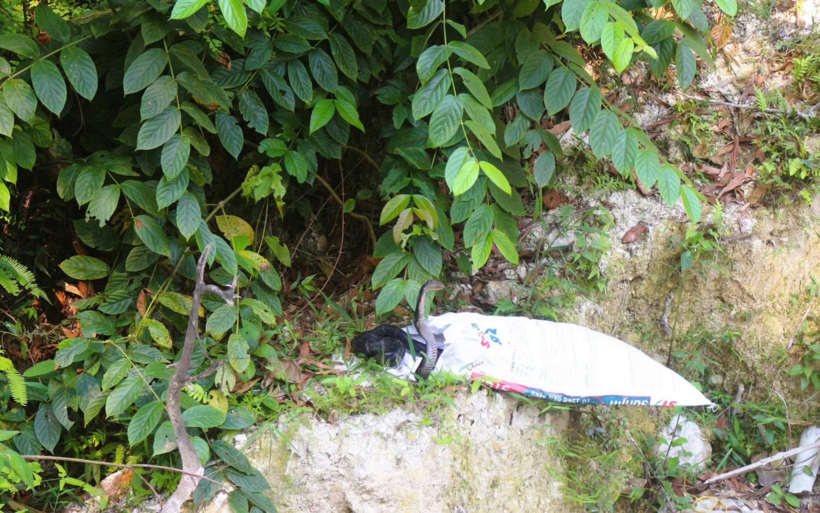 Lực lượng chức năng sau đó đã thả con rắn hổ mang chúa về rừng tự nhiên. Ảnh: Dân Việt