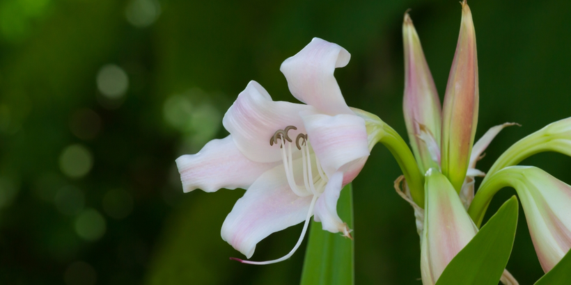 Trinh nữ hoàng cung giúp hỗ trợ phòng ngừa và cải thiện u xơ tử cung