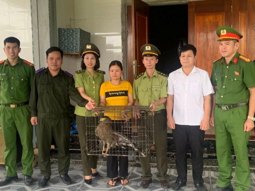 Lực lượng chức năng tiếp nhận cá thể diều hoa Miến Điện. Ảnh: Báo Người lao động.