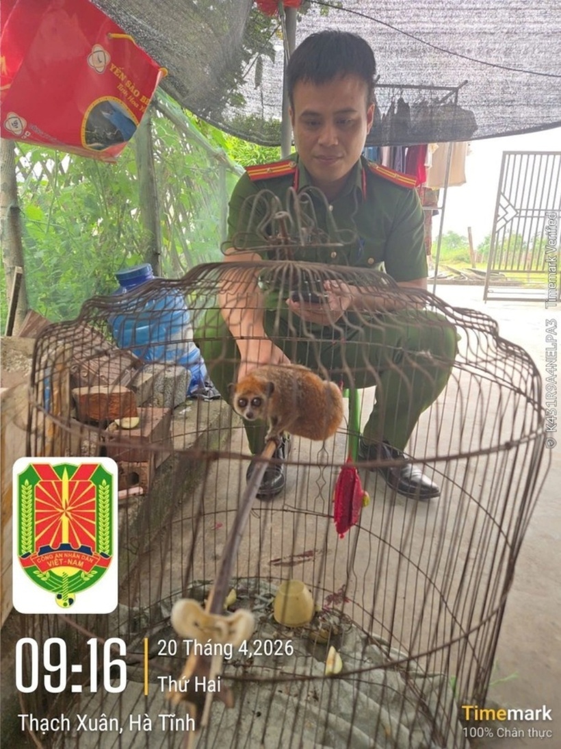 Cá thể Cu li nhỏ. Ảnh: Báo Người lao động.