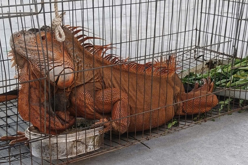 Cá thể rồng Nam Mỹ do người dân giao nộp