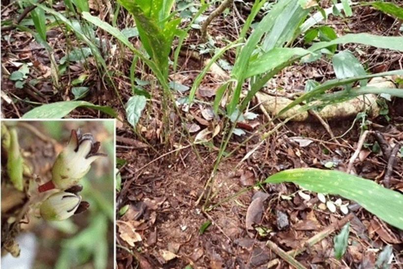 Tỏi đá đen (Ảnh: Ban quản lý Khu dự trữ thiên nhiên Động Châu – Khe Nước Trong).