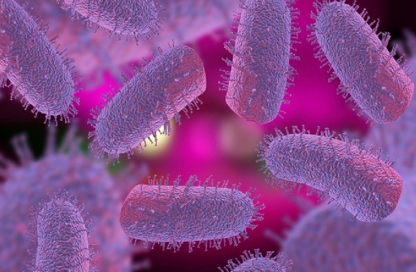 Dại là bệnh truyền nhiễm từ động vật sang người do virus dại gây ra, tấn công trực tiếp vào hệ thần kinh trung ương. Ảnh: CDC.