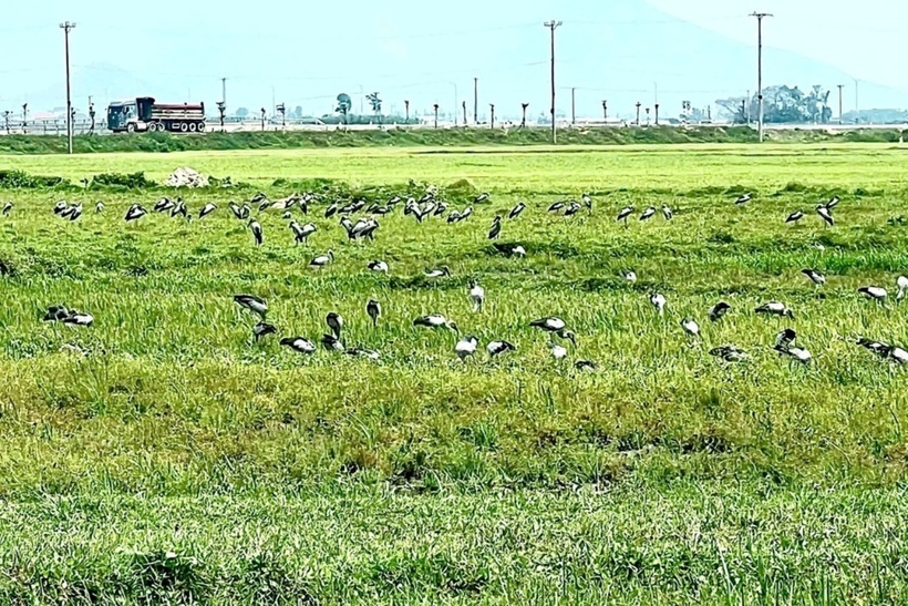 Đàn chim lạ với số lượng hàng trăm con xuất hiện trên cánh đồng ở phường Sông Trí, Hà Tĩnh. (Ảnh: Dân trí)