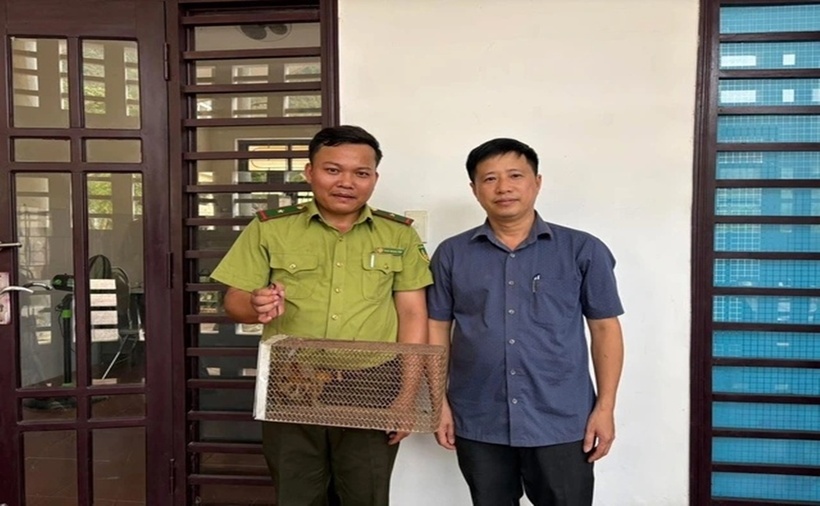 Lực lượng kiểm lâm tiếp nhận cá thể cu li quý hiếm đi lạc vào trạm y tế. (Ảnh: Dân Việt)