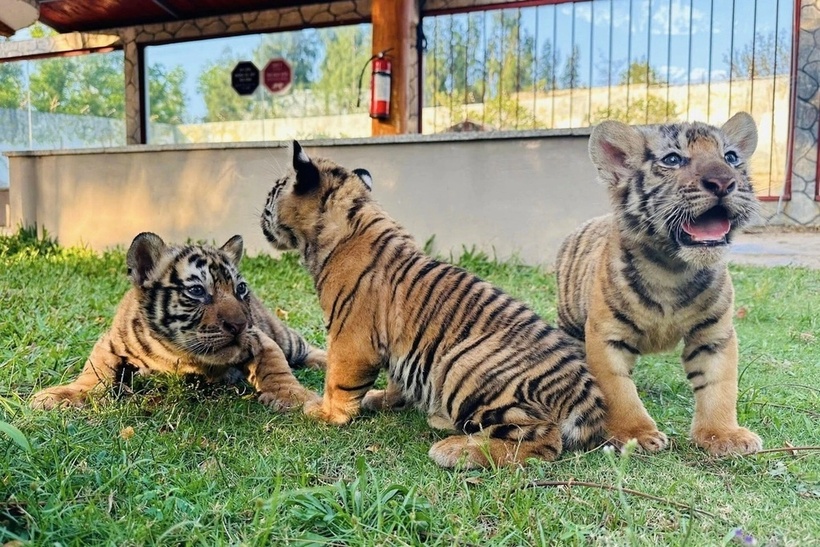 Ba "bé" hổ giống Belgan ra đời tại công viên Safari Quy Nhơn. (Ảnh: Vườn thú FLC Zoo Safari Park Quy Nhơn)