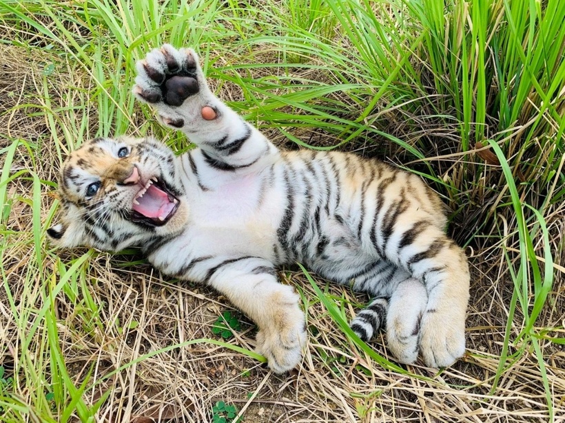 Một trong số 3 chú hổ Belgan con giơ nanh vươn vuốt khi vui đùa tại vườn thú. (Ảnh: Vườn thú FLC Quy Nhơn)
