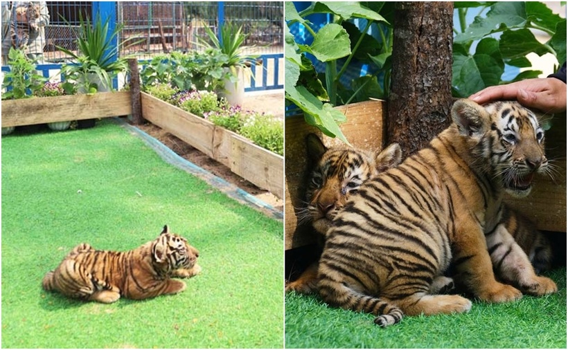 Hổ con khá dạn dĩ khi tiếp xúc với các đoàn khách tham quan. (Ảnh: Lao động)