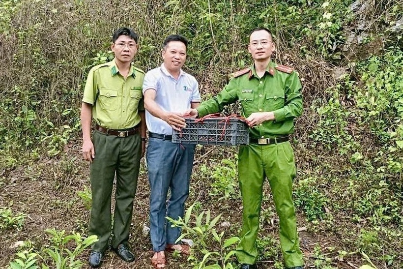 Cơ quan chức năng thả cu li về môi trường tự nhiên. Ảnh: Dân trí