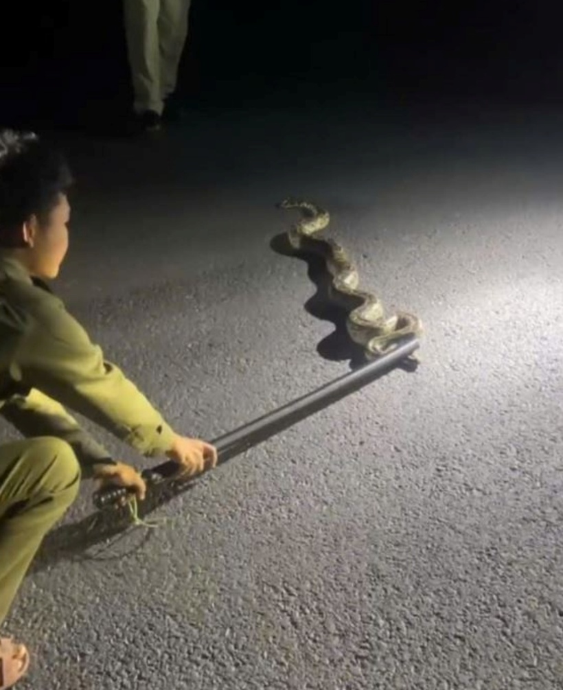 Tổ Công tác Công an xã Hòa Trí tiếp cận và cứu hộ an toàn cá thể động vật (nghi là trăn). (Ảnh: Công an tỉnh Khánh Hòa)