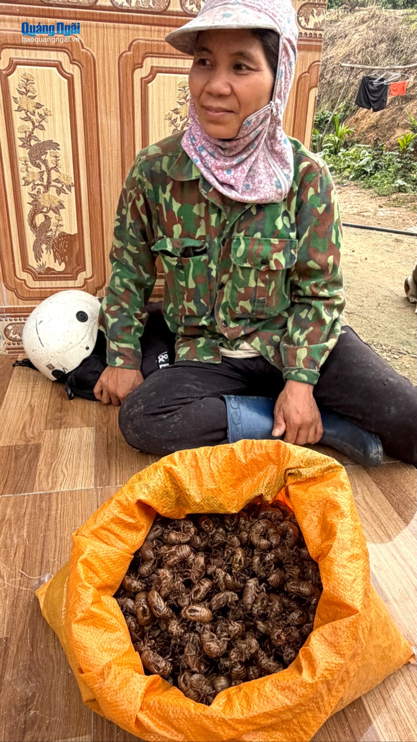 Sản phẩm một người dân thu hoạch được trong ngày. Ảnh: Báo Quảng Ngãi