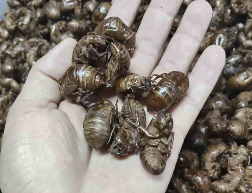 Xác ve sầu được thương lái thu mua. Ảnh: Lao động