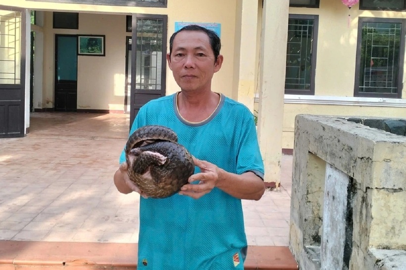 Cá thể tê tê Java trôi trên biển được người dân phát hiện, cứu vớt (Ảnh: Ban quản lý Khu bảo tồn thiên nhiên Cù Lao Chàm).