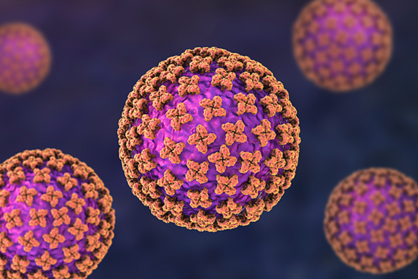 Virus Hantavirus. Ảnh minh hoạ