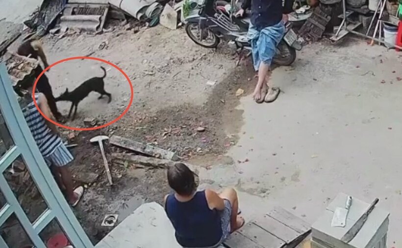 Một con chó màu đen, nghi dại cắn nhiều người dân phường Phước Hội. Ảnh: Người dân cung cấp