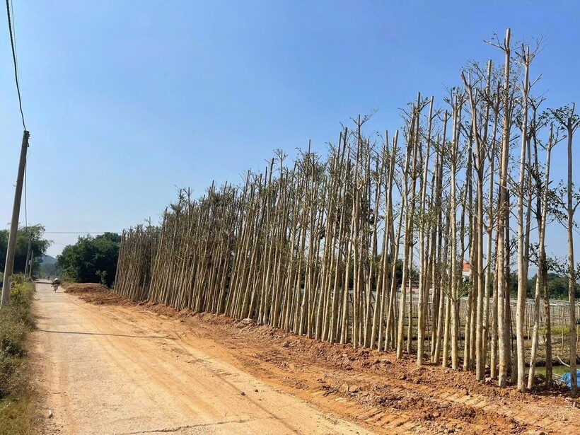 Cây xanh do công ty cung cấp được trồng trên tuyến đường liên xã, góp phần cải thiện cảnh quan.