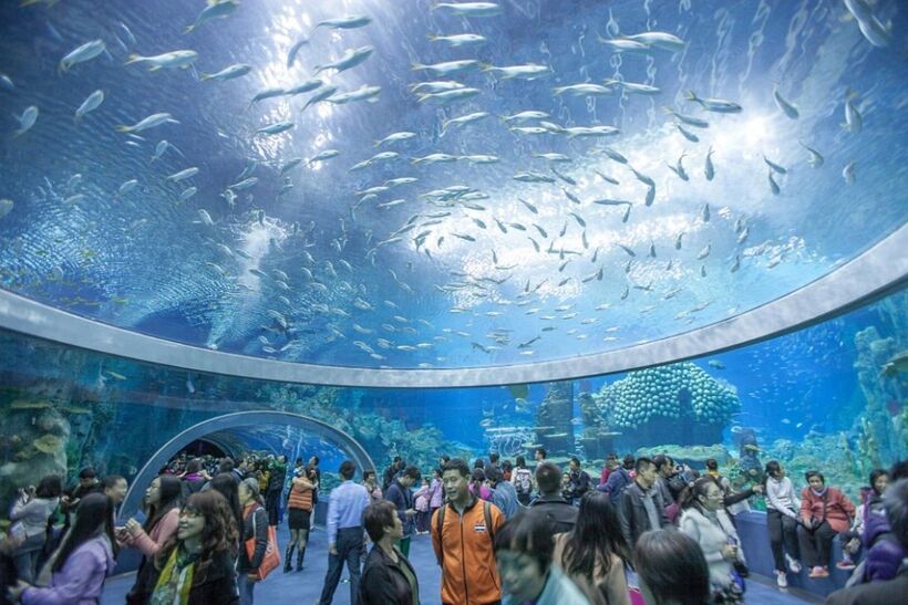 Bên trong Chimelong Ocean Kingdom – thủy cung lớn nhất thế giới ở Trung Quốc (Ảnh: Chimelong Ocean Kingdom)