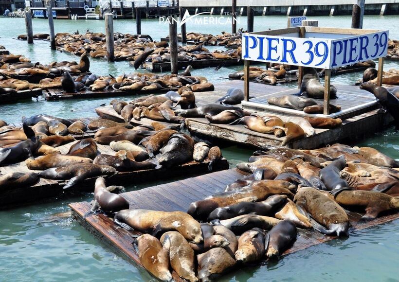Cảng Pier số 39 - biểu tượng văn hóa đặc sắc của San Francisco (Mỹ), nổi tiếng với những đàn sư tử biển tụ tập trên các bến nổi. (Ảnh: Travel PanAmerica)