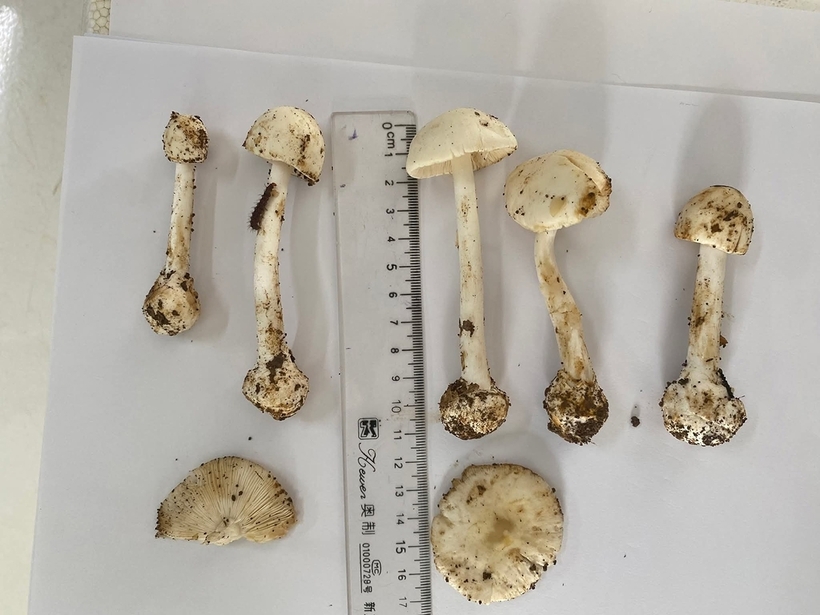 6 người nghi ngộ độc do ăn nấm rừng tại bản Nà Hiên, xã Phiêng Pằn, tỉnh Sơn La khiến ít nhất một người tử vong. Ảnh minh họa