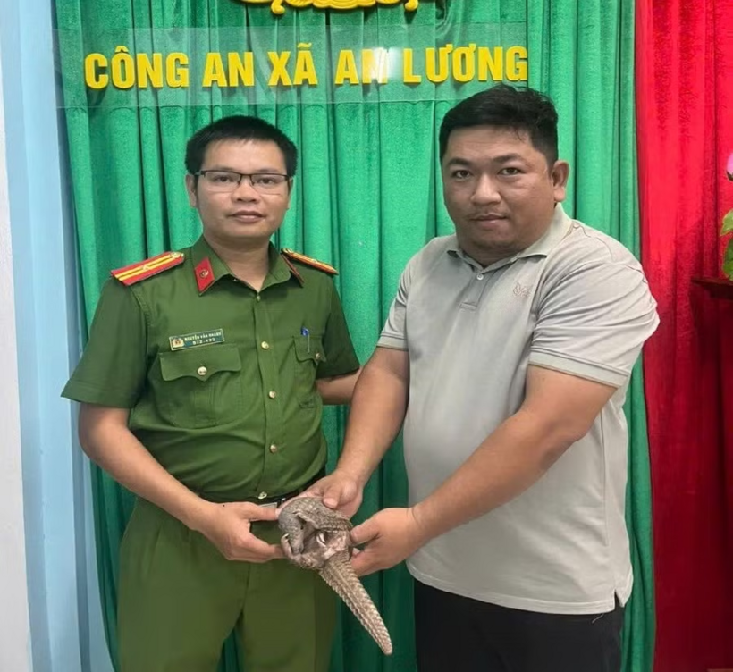 Đại diện Công an xã An Lương tiếp nhận cá thể tê tê do người dân giao nộp. (Ảnh: Công an)