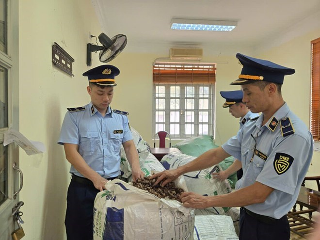 Lô hàng xác ve sầu khô (tên Đông y là thuyền thoái) bị tạm giữ do không xuất trình được hóa đơn chứng từ tại thời điểm kiểm tra. Ảnh: Khánh Linh