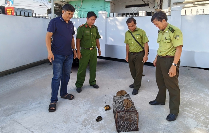 Lực lượng chức năng tiếp nhận 2 cá thể cù lần do người dân giao nộp. Ảnh: Dân Trí