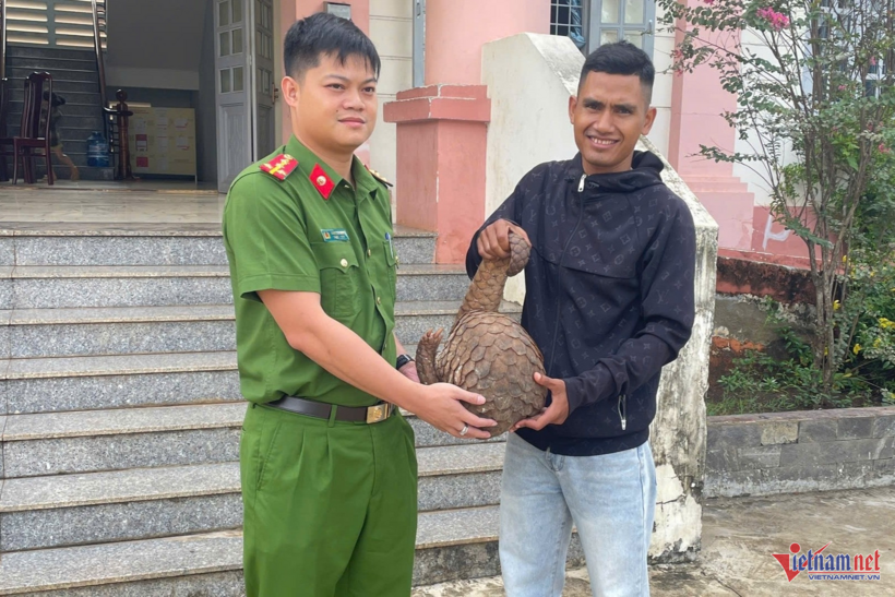 Bàn giao cá thể tê tê quý hiếm cho cơ quan chức năng. Ảnh: Vietnamnet