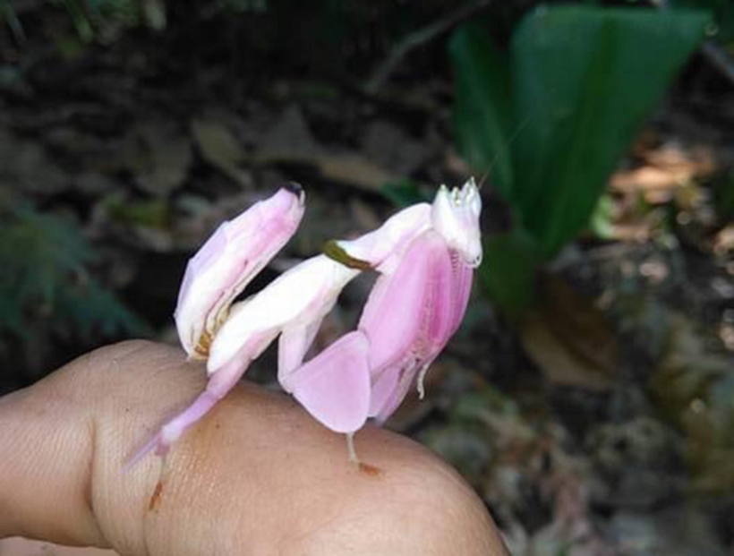 Động vật này có vẻ đẹp như hoa lan, thân thiện và có thể đậu lên tay người. Ảnh: Sức khỏe & Đời sống
