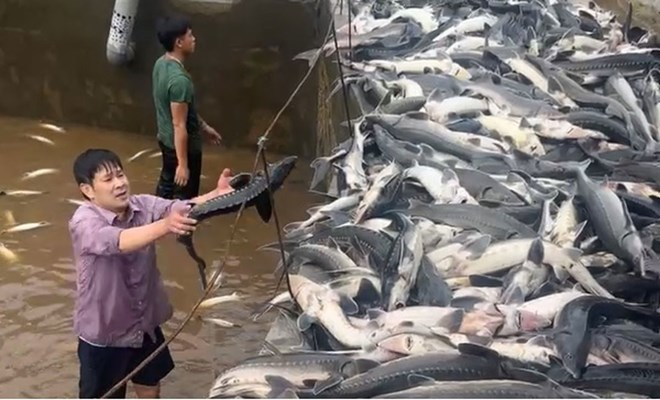 HTX cá tầm Siệc Lống Mìn khẩn trương thu hoạch. Ảnh: Diệu Hoàng/ Báo Lao Động