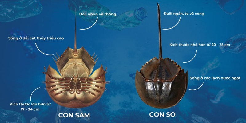 So biển có hình dạng gần giống sam biển nên rất dễ bị nhầm lẫn trong quá trình đánh bắt, chế biến và sử dụng. Ảnh: Bệnh viện Bãi Cháy