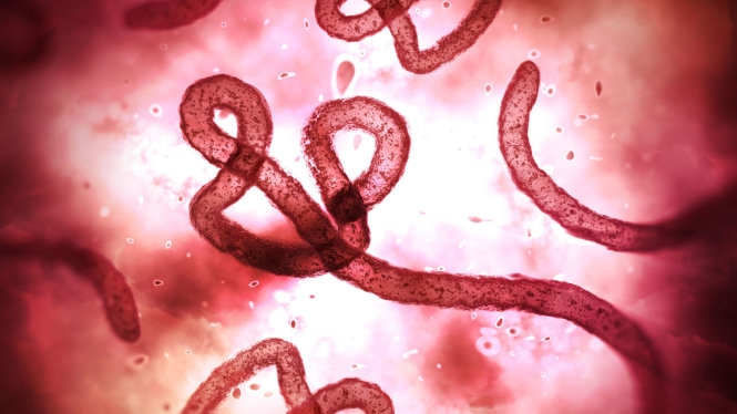 Virus Ebola quan sát qua kính hiển vi. Ảnh: Sky