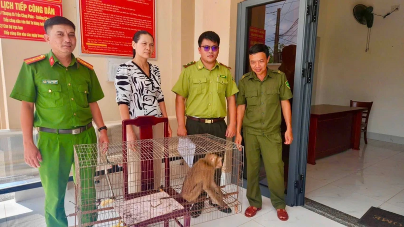 Cơ quan chức năng đã phối hợp bàn giao con khỉ cho Đội Kiểm lâm cơ động và Phòng cháy, chữa cháy rừng số 3 thuộc Chi cục Kiểm lâm TP.HCM. Ảnh: PLO