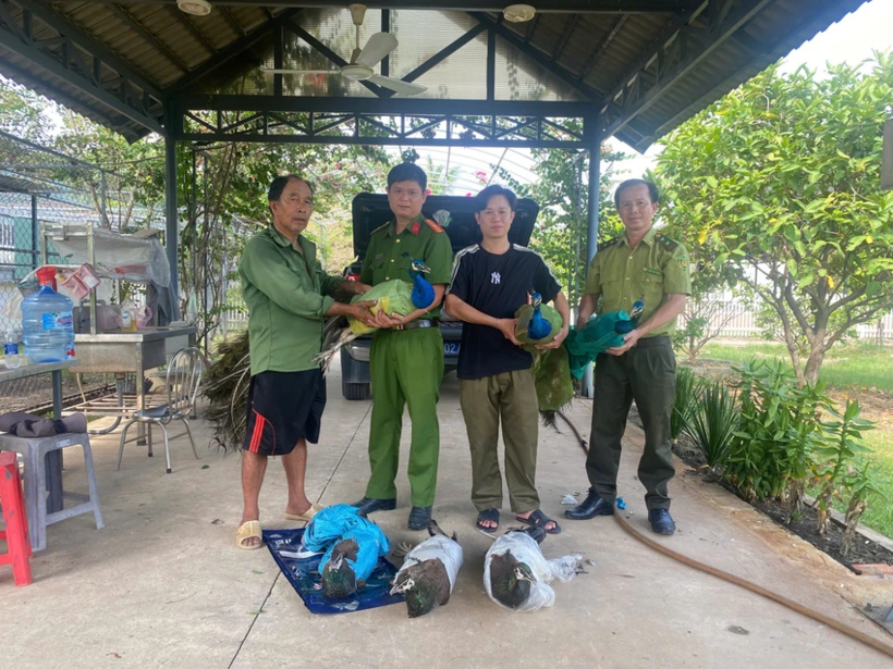 6 con chim công được ông Toàn bàn giao cho cơ quan chức năng. Ảnh: Pháp luật TP.HCM