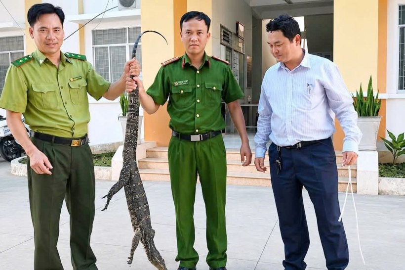 Cá thể kỳ đà đã được bàn giao cho kiểm lâm. Ảnh: Công Lý