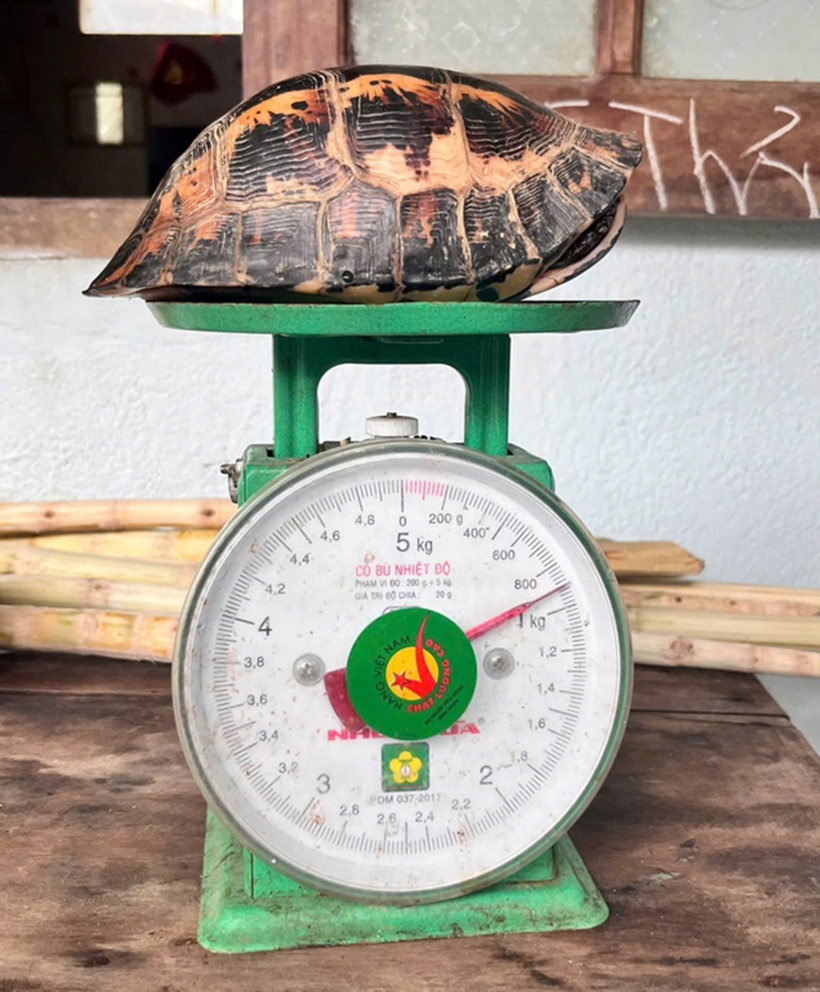 Rùa hộp trán vàng, có hoa văn "lạ" ở Huế. Ảnh: Sức khỏe và Đời sống