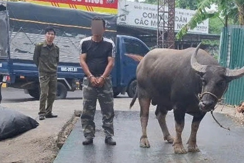 Đối tượng N.V.T. (mặc áo đen) và tang vật là con trâu bị trộm. (Ảnh: Công an Phú Thọ)