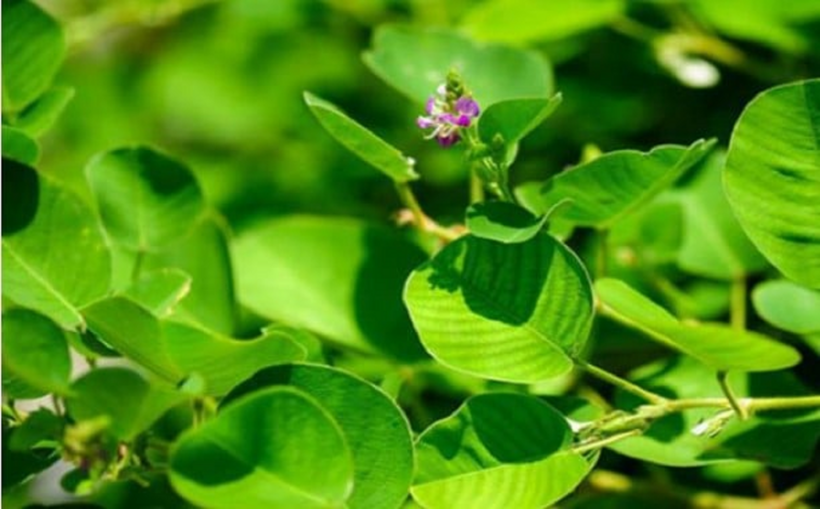 Kim Tiền Thảo một trong số các thảo dược được dùng để hỗ trợ lưu thông dịch mật