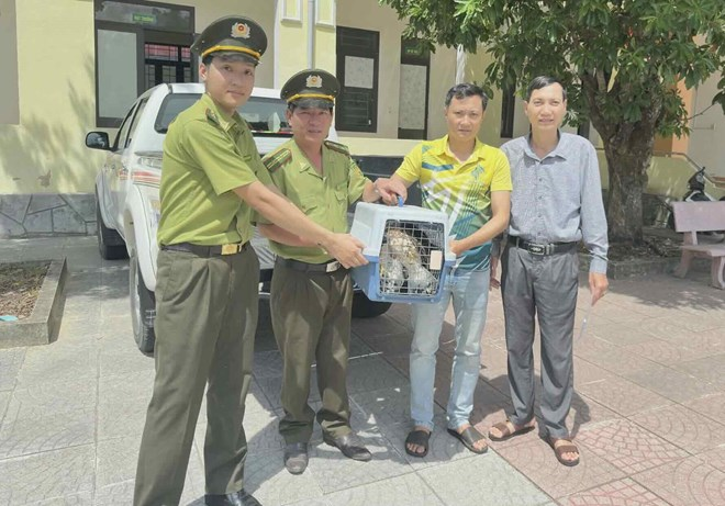 2 cá thể chim Ưng Ấn Độ được bàn giao cho cơ quan chức năng. Ảnh: Dân Việt
